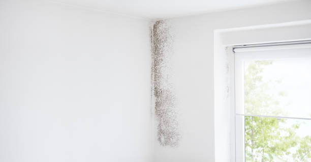 Best Attic Mold Removal  in Great Bend, NY