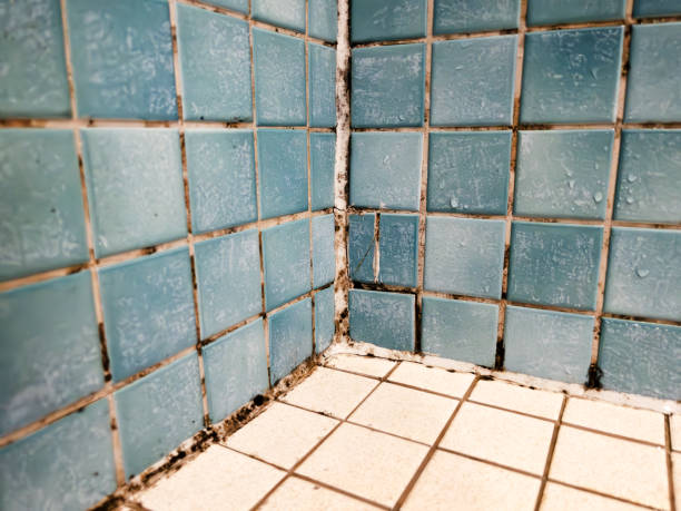 Reliable Great Bend, NY Mold Removal Solutions