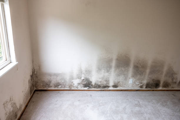 Mold Odor Removal Services in Great Bend, NY